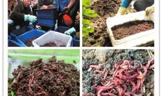 蜗牛吃蚯蚓 蜗牛吃蚯蚓