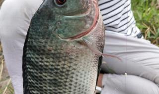 龙胆石斑鱼淡水养得活吗 野生淡水石斑鱼