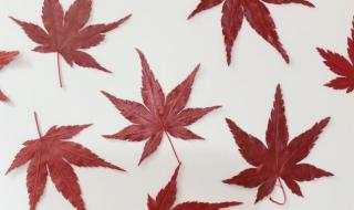 怎样做树叶画 树叶手工粘贴画教程