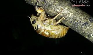 知了猴和海参哪个有营养 知了猴的营养价值