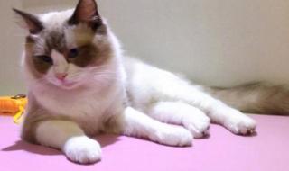 我和我的宠物 我和我的宠物