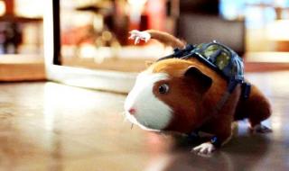 豚鼠特工队好看吗 豚鼠特工队好看吗