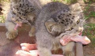 小家伙叫出来 小家伙叫出来